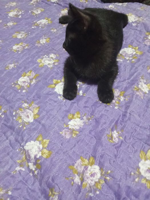 Котёнок добрым людям даром