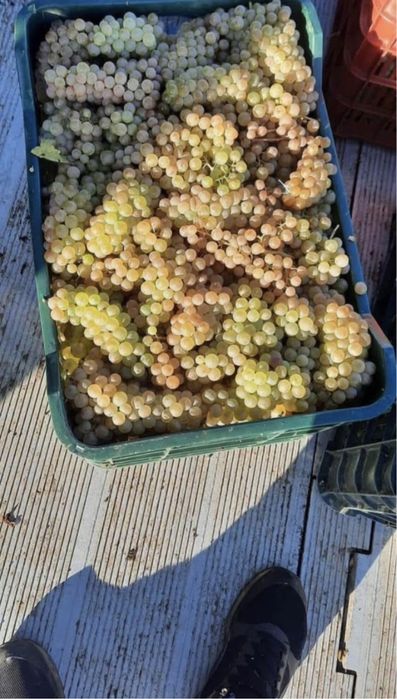 Struguri de vin producator