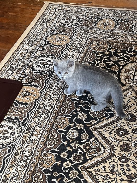 Британски котета