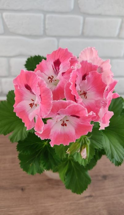 Пеларгония королевская сортовая