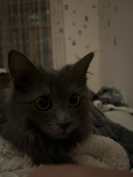 продается кошка