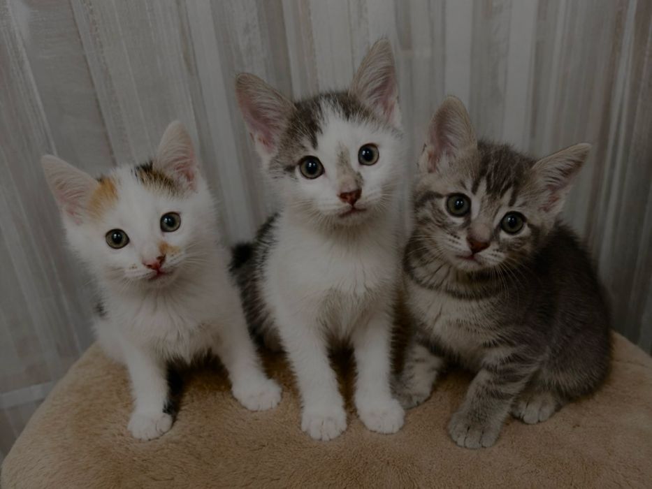 Отдам котят в добрые руки