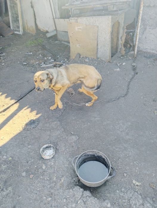 Полу-Бельгийская овчарка