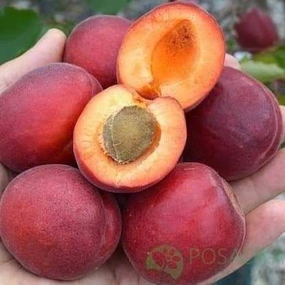 Урик Залдори кучатлар бор 100% К