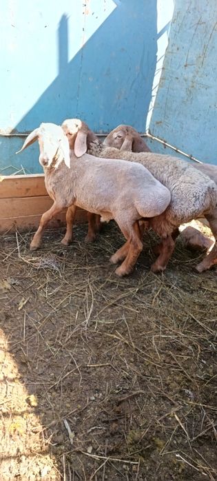 Койлар, бараны. Порода арашан.