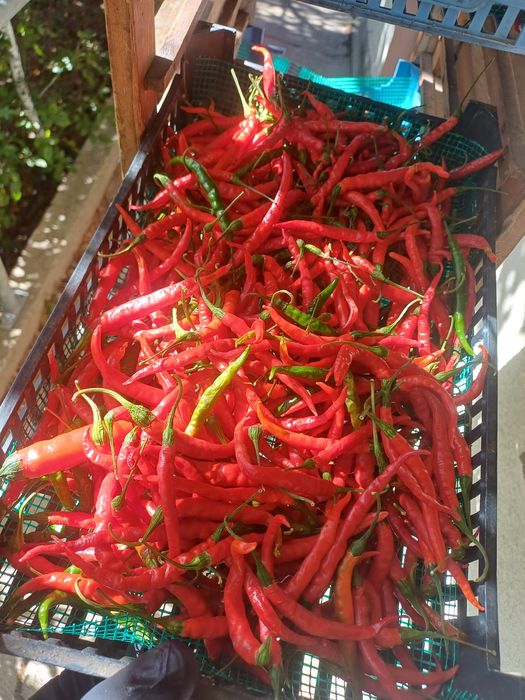 Продавам люти чушки Кайен,пресни и сушени