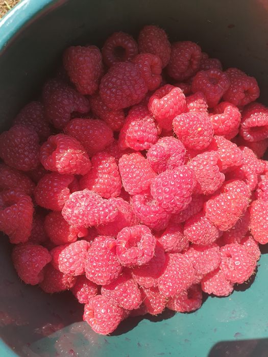 Zmeură Bio proaspătă-Direct de pe plantație la tine acasa