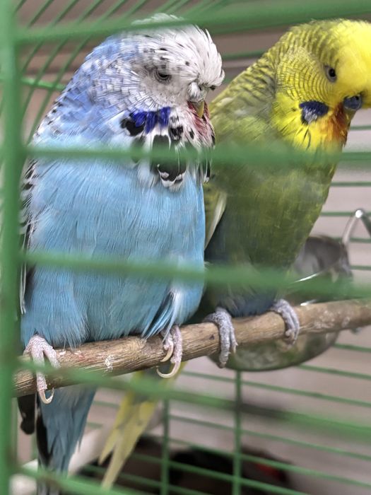 Семейка попугаем Чехи