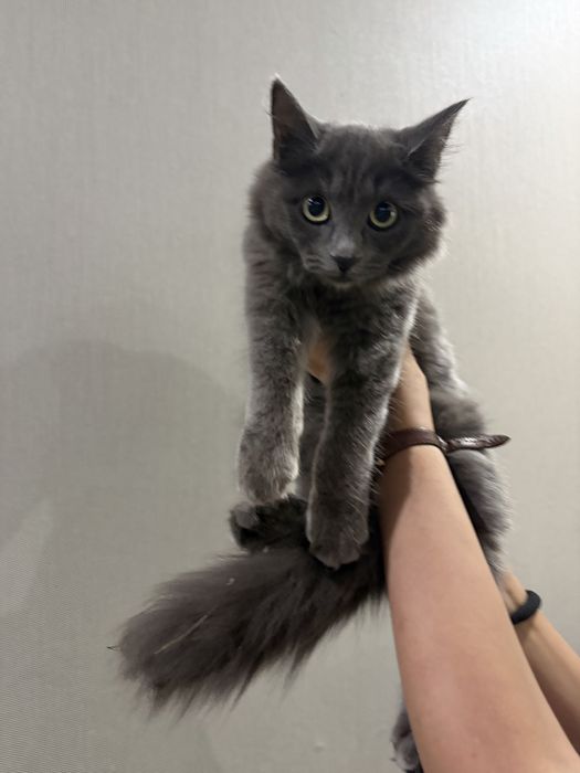 Котенок девочка, бесплатно