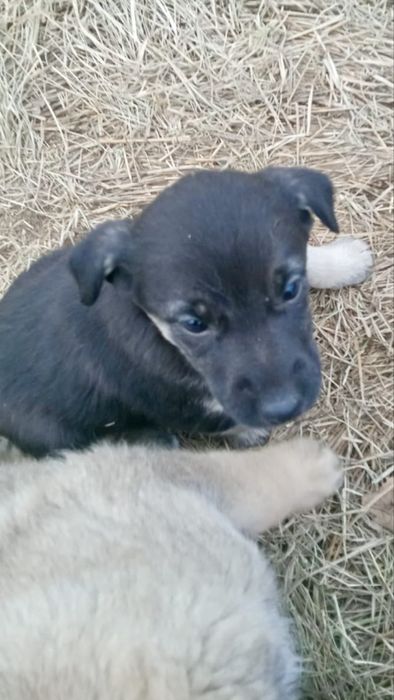 Ищем щеночкам любящих хозяев!