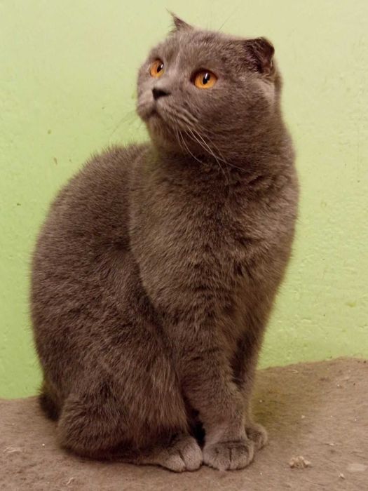 Шотландски момичета