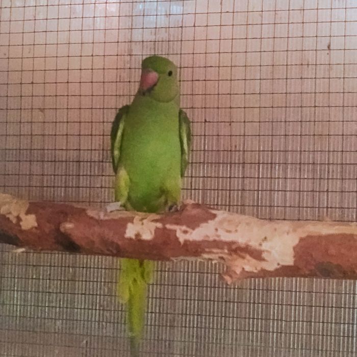 Micul Alexander maturi