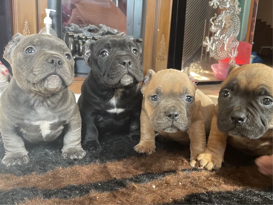 Продаю щенков американский булли