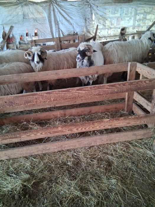 Vând berbeci  brezi