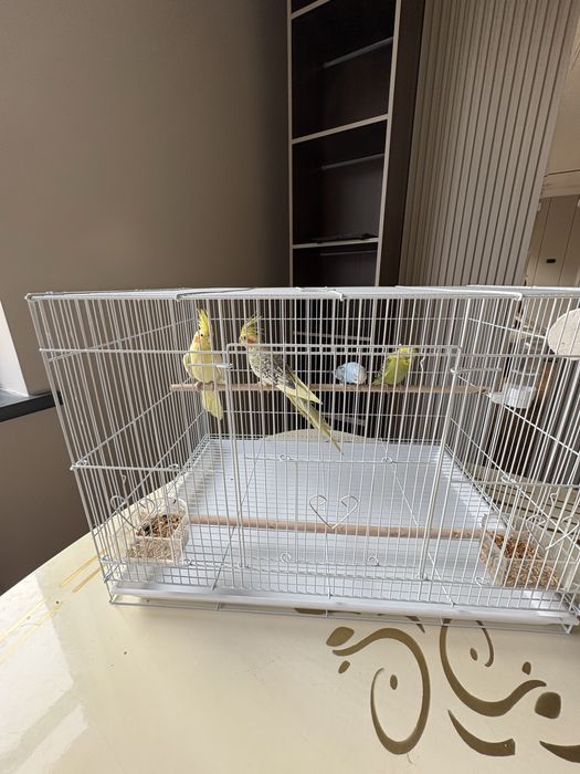 Тотықұс (попугай)