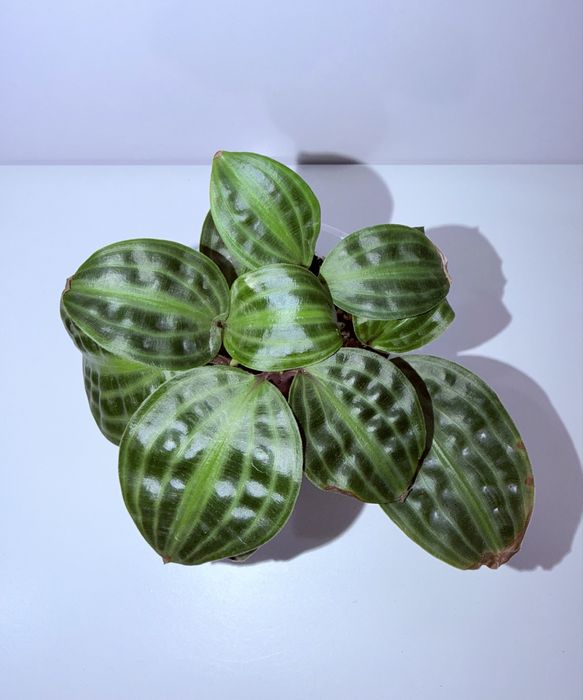 Геогенантус, комнатные растения, комнатные цветы