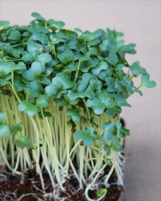 Vând microplante crescute bio