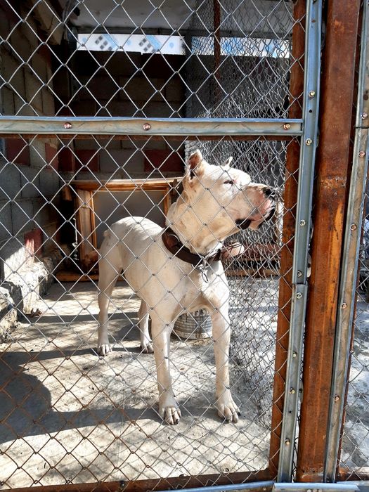 Стаффордширский терьер  вязка