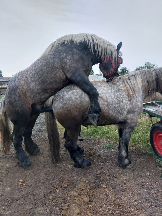 Armăsar sur de montă.armăsaru este cu genetică bună!