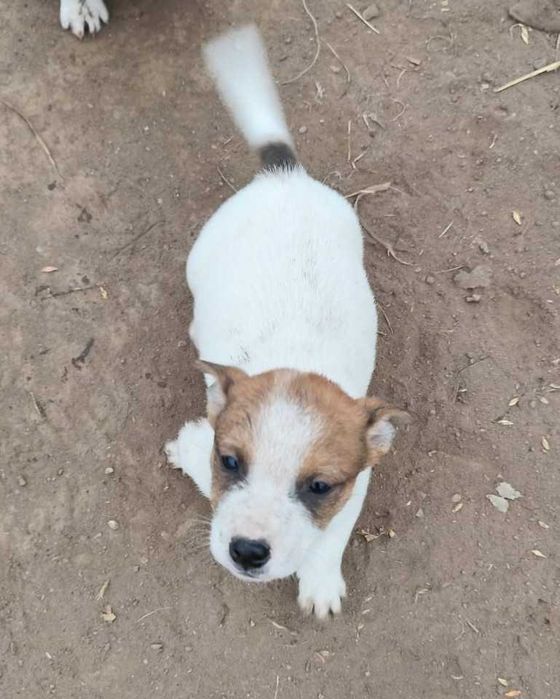 Малки кученца - джак ръсел