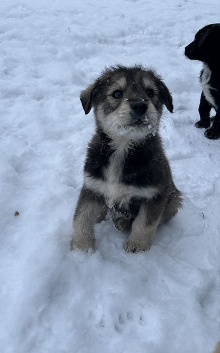 Catelusi in cautare de casă noua. Donam catelusa si catelus