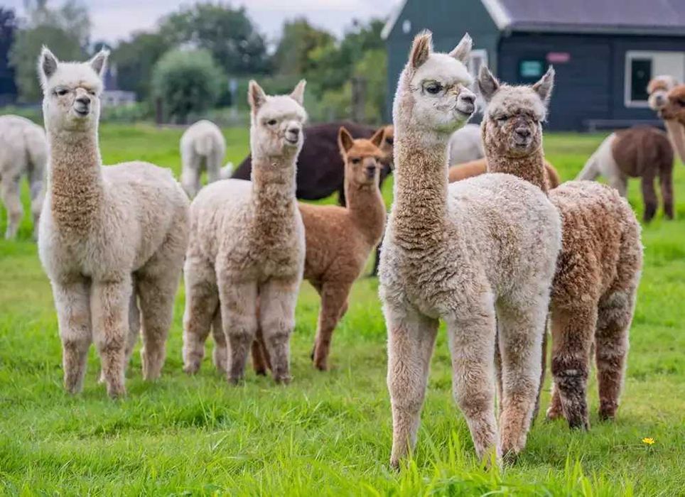 Vând Alpaca huacaya