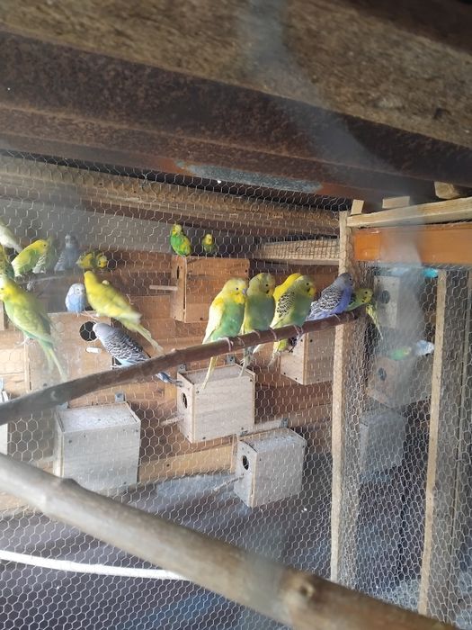 Вълнисти папагали