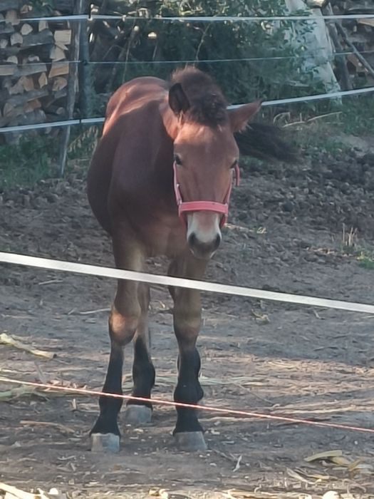Vând mânz semigreu de 5 luni