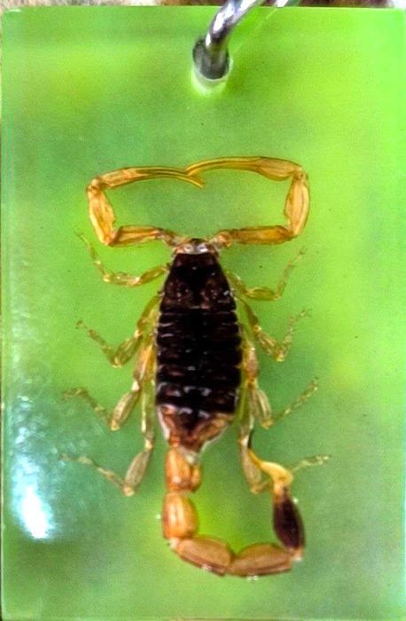 Брелок с настоящим Египетским Императорским Скорпионом внутри