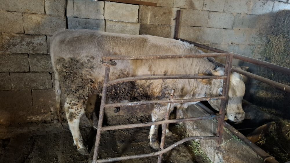 Бука сатамын 1.6 жасар семиз