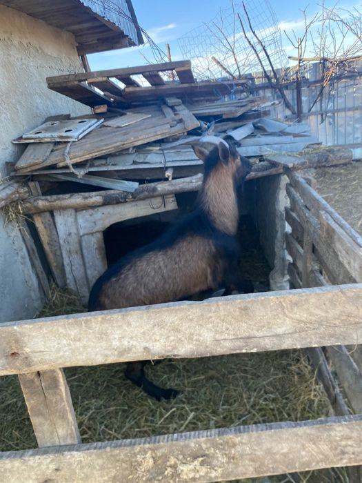 Vând țap francez alpin