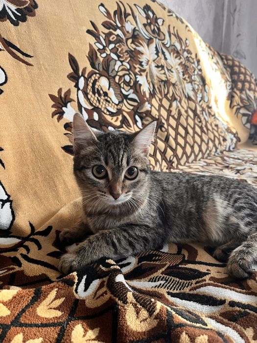 Отдадим котенка(девочка,7мес)