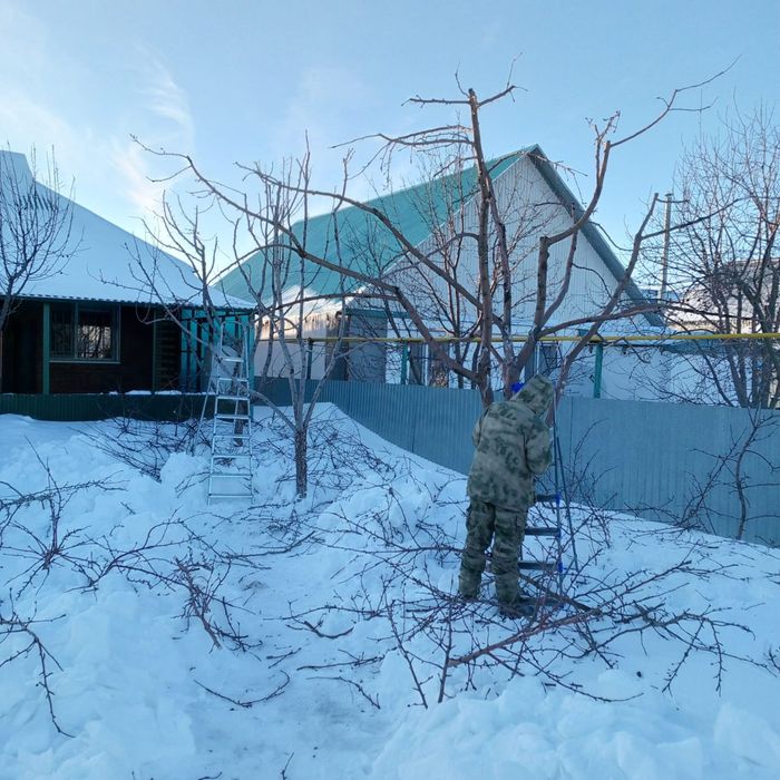 Обрезка плодовых деревьев