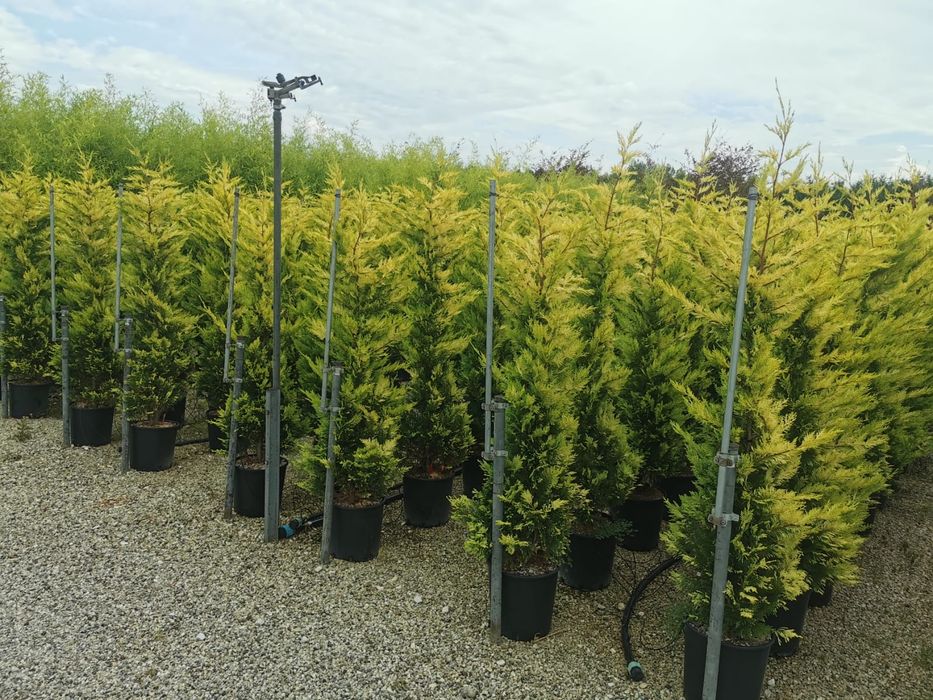 Leylandy verde /Leylandy gold de mai multe dimensiuni