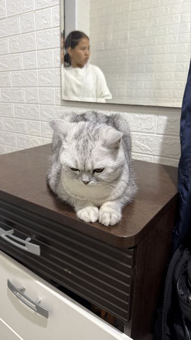 Продам шотландскую породистую кошку