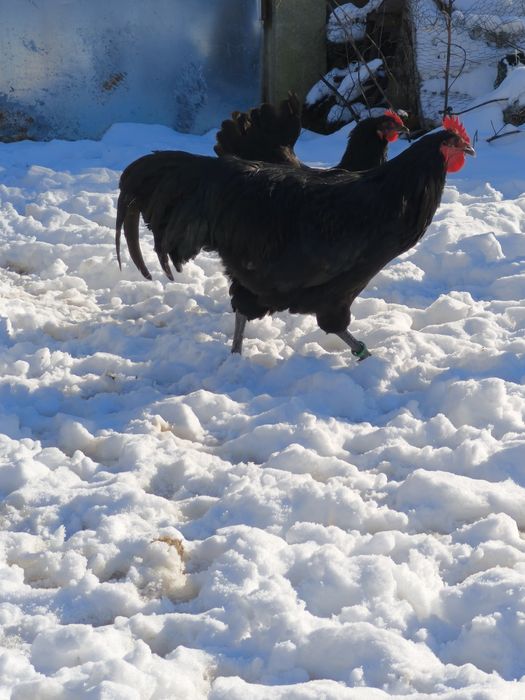 Cocoș Australorp