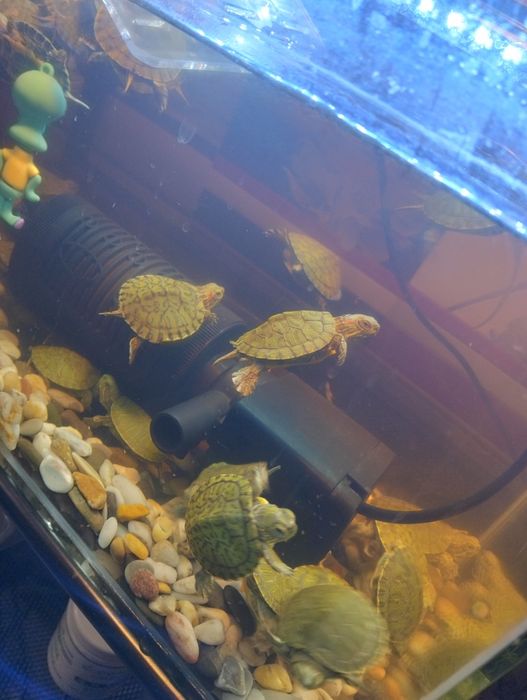 Красноухие черепахи опт , розница