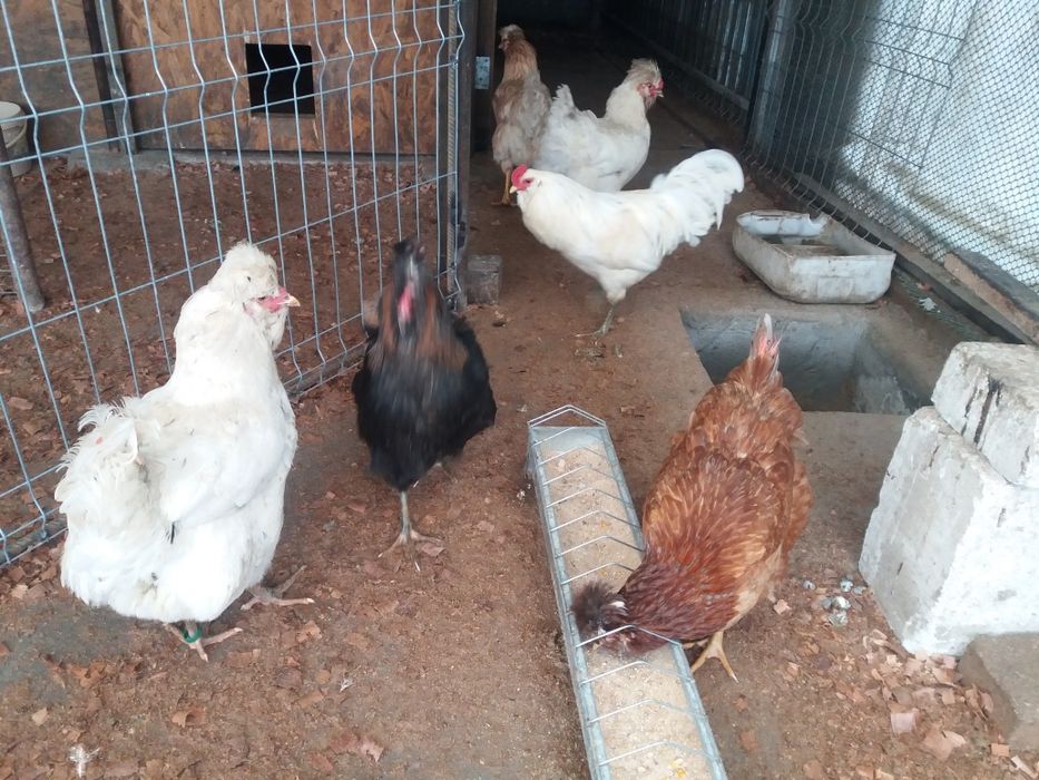 Oua pt incubat de la gaini de rasa