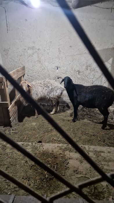 Продаётся бараны