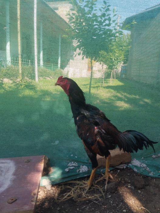 Dakan xoroz sotiladi