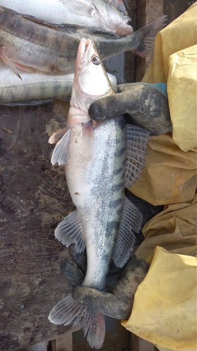 Судак свежий с Атырау
