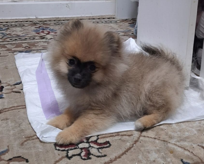 Продам шпиц щенок