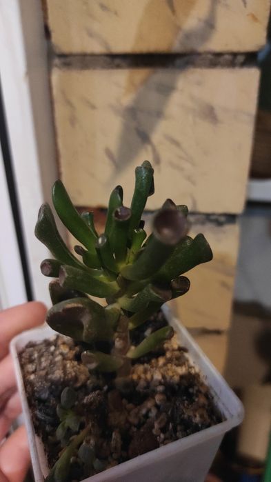 Монстера Альба лиана