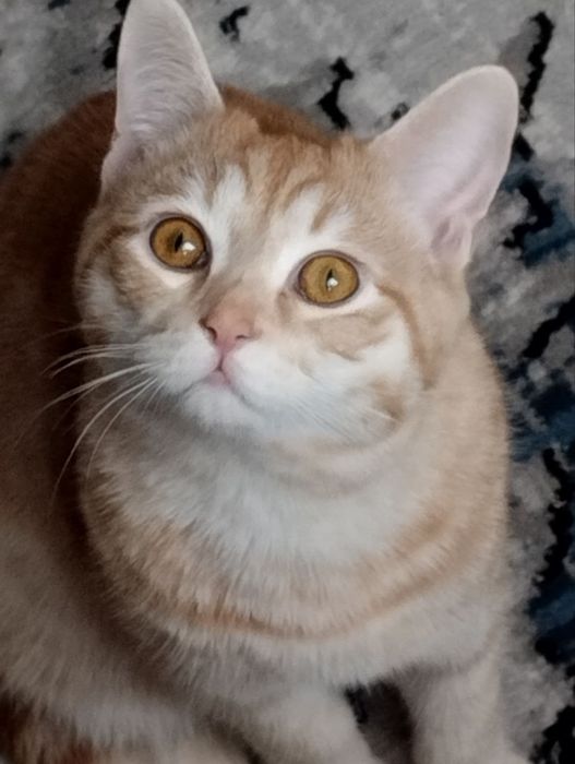 mushukcha, mushuk mushik кошка кошки кот