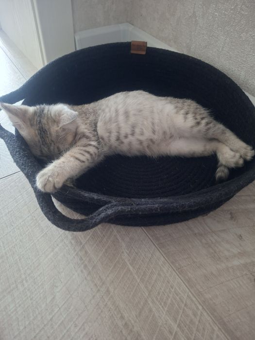 Отдам котят в добрые руки мальчика и девочку
