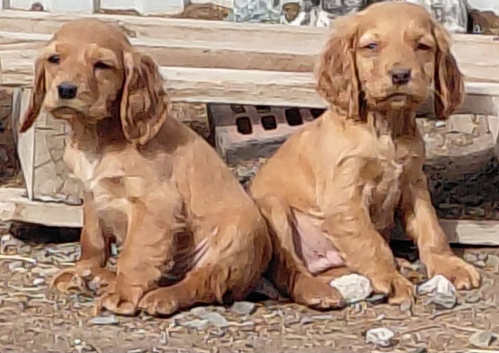 Собаки, щенята, спаниель