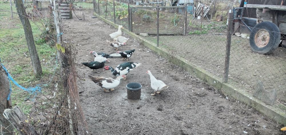 Vând rate mute și gălăgioase