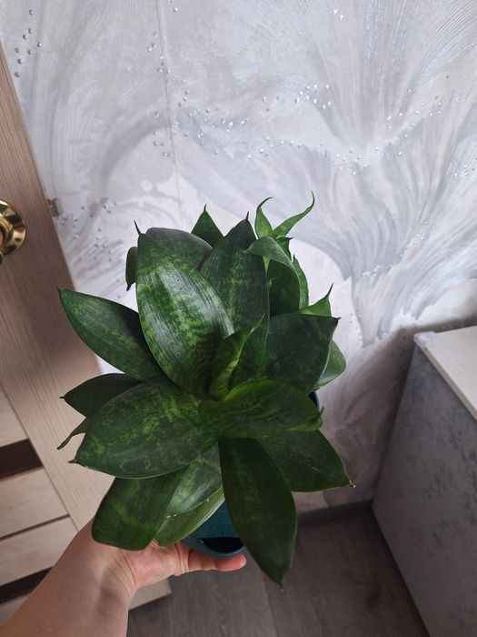 Сансевиерия ( тёщин язык)