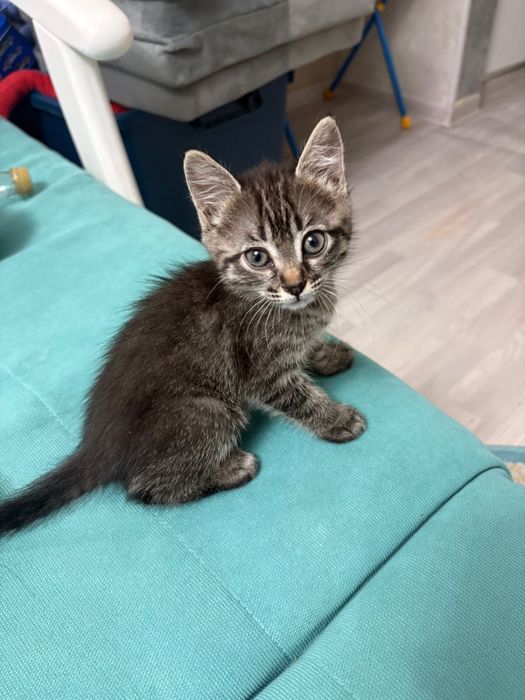 Котенок в хорошие руки