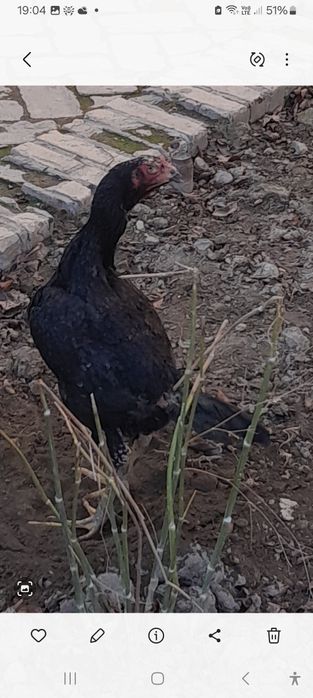 Dakan tavuq sotiladi